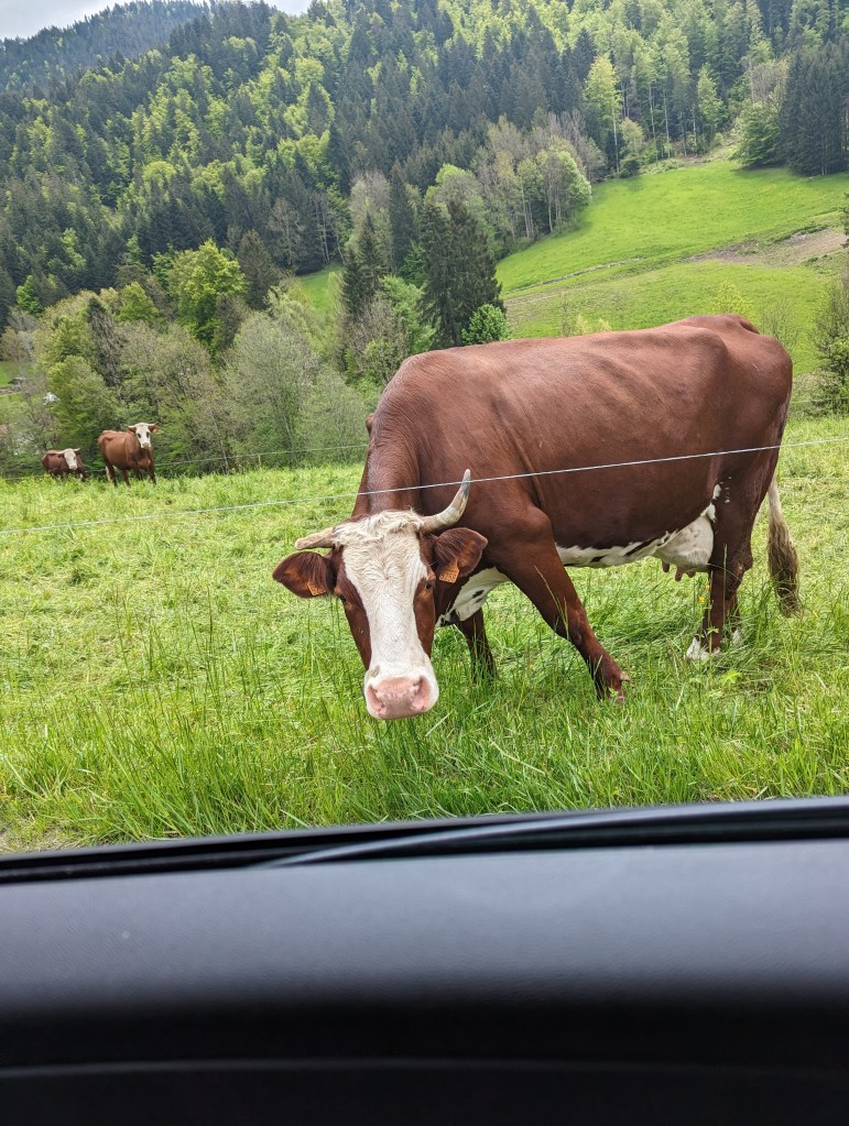 This cow in the Alps did not take kindly to Americans.