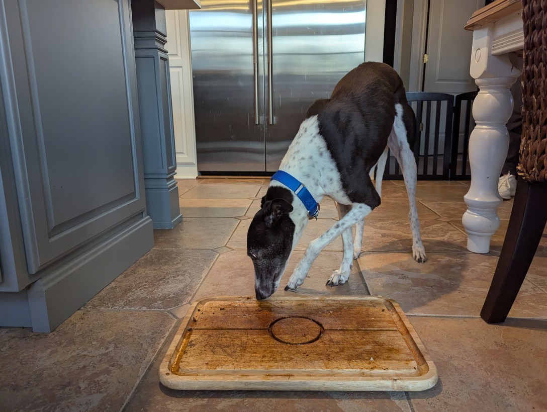 Carlitos the Chinese Whippet