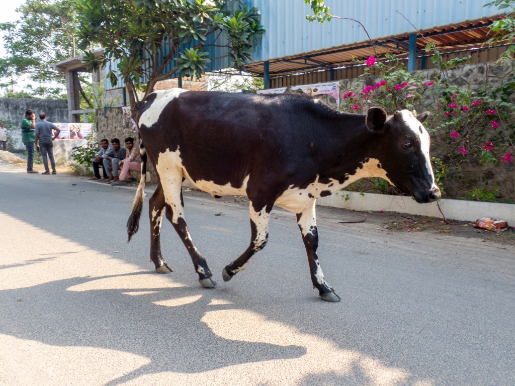 A cow on the street outside of Chennai.