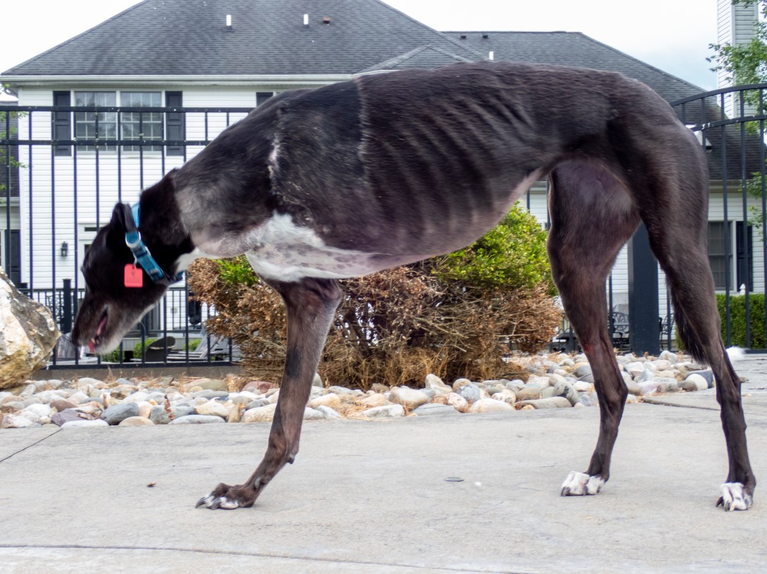 Rosie, three-legged greyhound