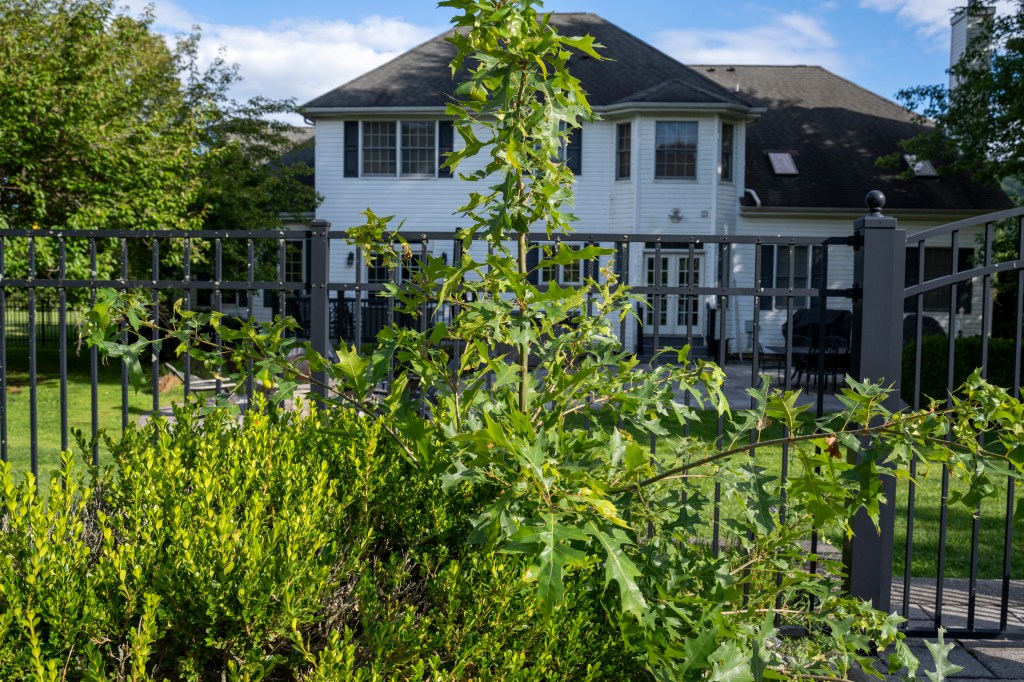 The upstart tree grows through the bush,
