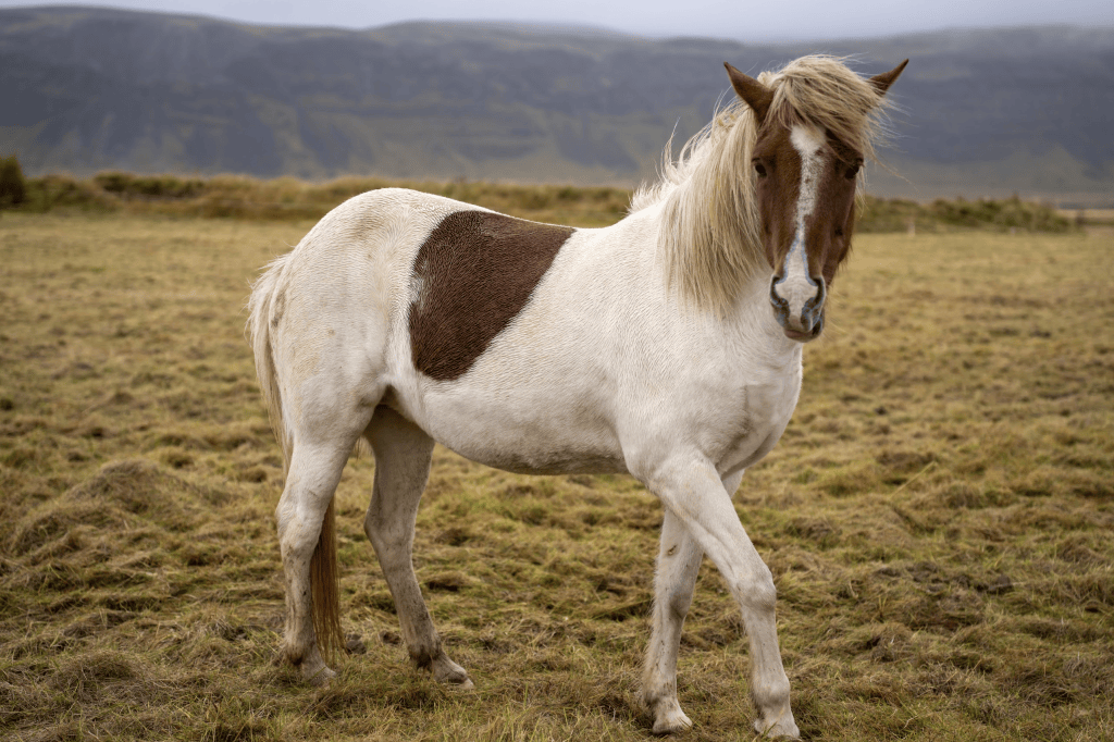 An Icelandic horse with a Mohawk