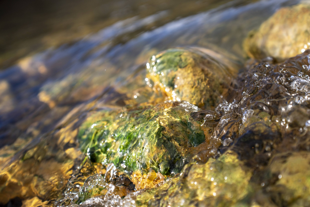 Algae in the hot river.